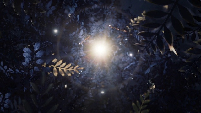 Video Reference N0: Cloud, Atmosphere, Sky, Branch, Tree, Plant, Astronomical object, Lens flare, Woody plant, Twig