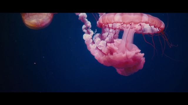 Video Reference N0: Jellyfish, Marine invertebrates, Water, Underwater, Bioluminescence, Organism, Marine biology, Pink, Invertebrate, Art