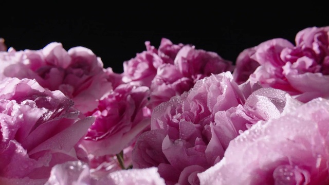 Video Reference N13: Flower, Plant, Petal, Purple, Pink, Herbaceous plant, Flowering plant, Magenta, Blossom, Rose family