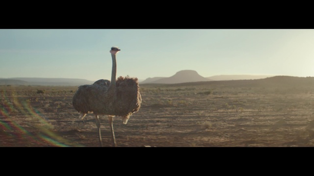 Video Reference N0: Sky, Bird, Ratite, Ostrich, Beak, Plant, Water, Landscape, Natural landscape, Terrestrial animal