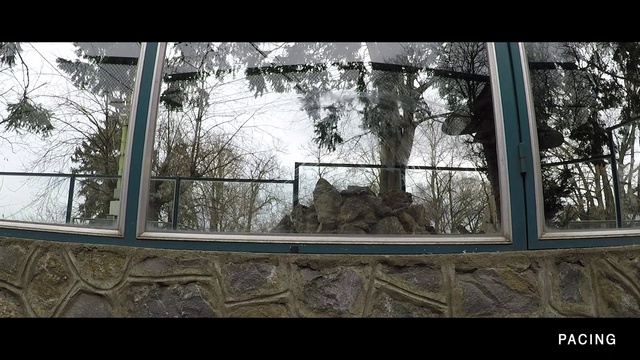 Video Reference N0: Window, Building, Tree, Twig, Felidae, Rectangle, Plant, Wood, Sky, Tints and shades