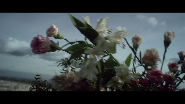 Video Reference N2: Flower, Cloud, Sky, Plant, Botany, Petal, Sunlight, Twig, Natural landscape, Tints and shades