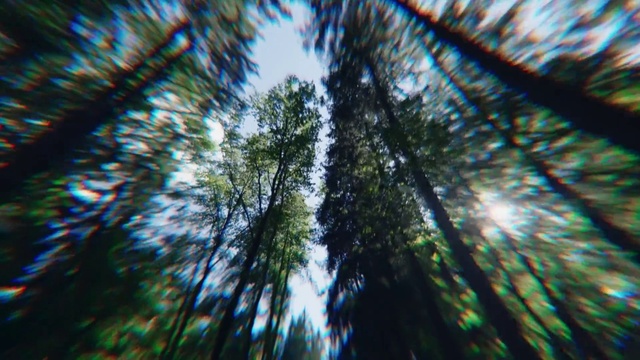 Video Reference N1: Water, Branch, Tree, Terrestrial plant, Arecales, Sky, Trunk, Evergreen, Forest, Grass
