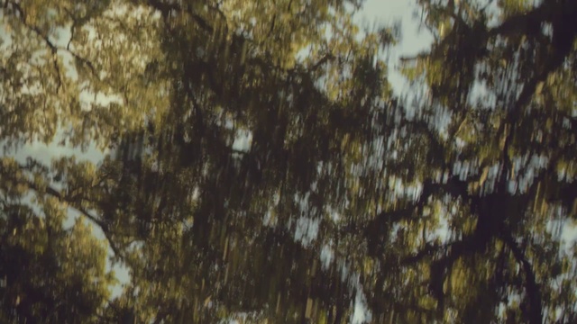 Video Reference N2: Twig, Wood, Water, Trunk, Tints and shades, Grass, Natural landscape, Pattern, Terrestrial plant, Forest
