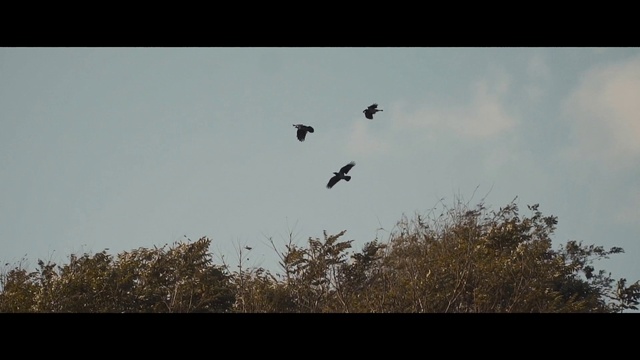 Video Reference N0: Bird, Sky, Plant, Twig, Tints and shades, Wing, Natural landscape, Animal migration, Tree, Flock