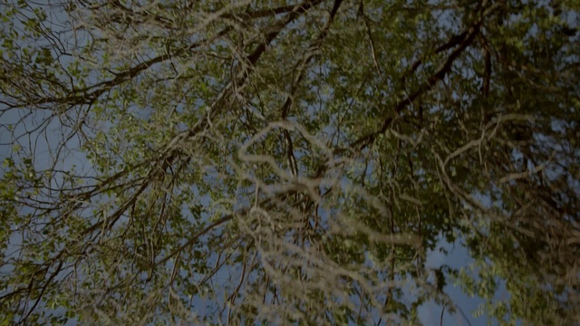 Video Reference N1: Twig, Wood, Trunk, Tree, Plant, Sky, Tints and shades, Grass, Pattern, Plant stem