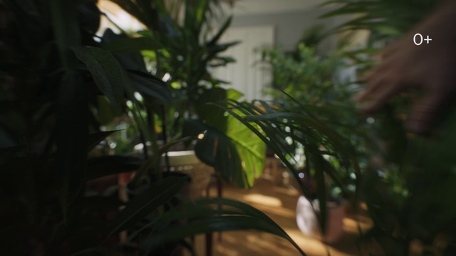 Video Reference N3: Plant, Terrestrial plant, Houseplant, Grass, Arecales, House, Twig, Glass, Landscape, Room