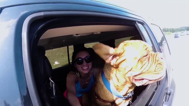Video Reference N3: Smile, Car, Dog, Sunglasses, Motor vehicle, Goggles, Vehicle, Carnivore, Car seat cover, Seat belt