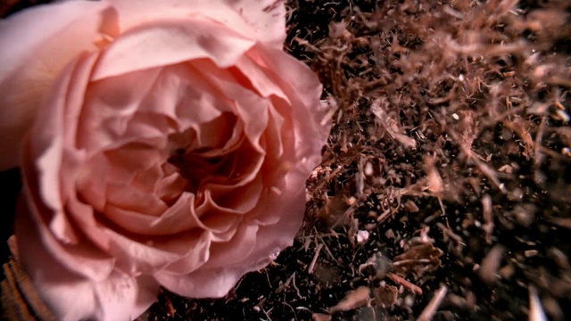 Video Reference N7: Flower, Plant, Petal, Pink, Hybrid tea rose, Rose, Rose family, Flowering plant, Beauty, Rosa × centifolia