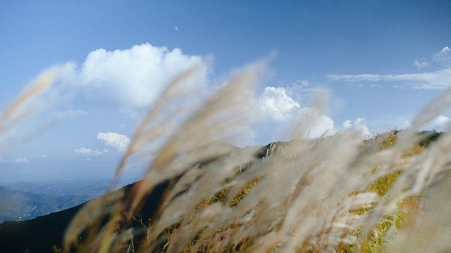 Video Reference N6: Cloud, Sky, Plant, Natural landscape, Cumulus, Grass, Plain, Meadow, Wind, Landscape