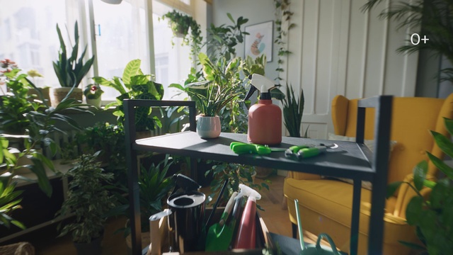 Video Reference N2: Plant, Flowerpot, Houseplant, Window, Table, Building, Interior design, Desk, Real estate, Terrestrial plant