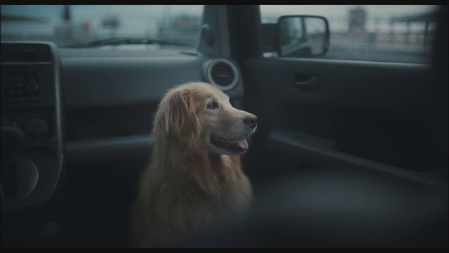 Video Reference N1: Dog, Dog breed, Automotive lighting, Carnivore, Mode of transport, Automotive exterior, Mirror, Automotive design, Vehicle door, Companion dog