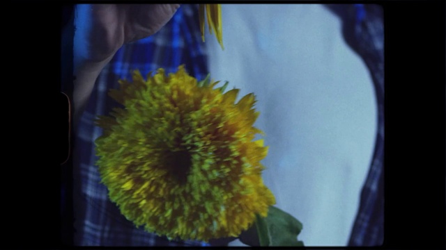 Video Reference N0: Flower, Plant, Eye, Sky, Petal, World, Window, Sunflower, Flowering plant, Annual plant