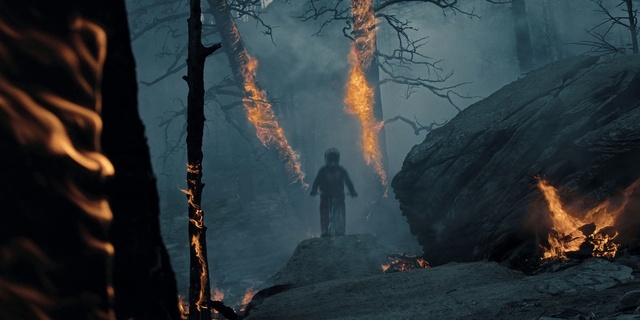 Video Reference N10: Ecoregion, Natural environment, Wood, Plant, Tree, Fire, Flame, Vegetation, Sunlight, Atmospheric phenomenon