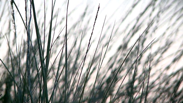 Video Reference N3: Plant, Sky, Twig, Natural landscape, Wood, Tree, Grass, Tints and shades, Grass family, Terrestrial plant