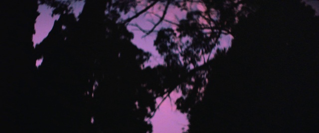 Video Reference N3: Plant, Cloud, Purple, Sky, Twig, Violet, Tints and shades, Tree, Magenta, Electric blue