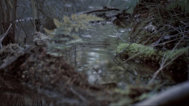Video Reference N1: Water, Liquid, Plant, Wood, Twig, Organism, Terrestrial plant, Natural landscape, Grass, Freezing