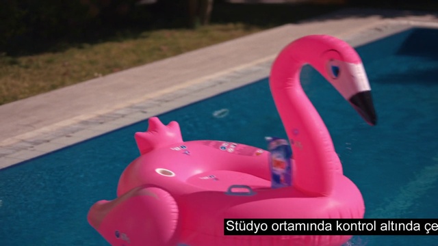 Video Reference N0: Bird, Pink, Toy, Magenta, Grass, Waterfowl, Ducks, geese and swans, Beak, Recreation, Automotive tire