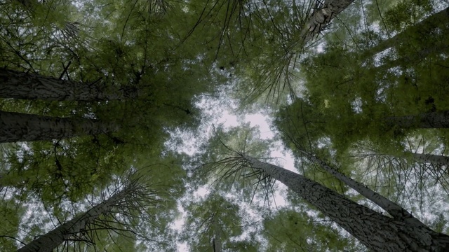 Video Reference N0: Plant, Wood, Twig, Trunk, Terrestrial plant, Natural landscape, Tree, Evergreen, Grass, Sky