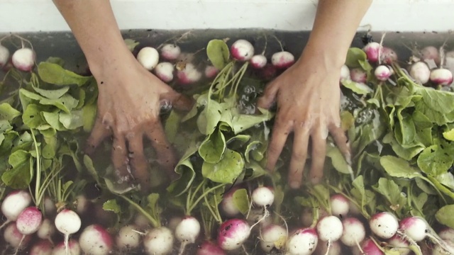 Video Reference N1: Plant, Hand, Food, Flower, Leaf, Natural foods, Leaf vegetable, Whole food, Local food, Produce