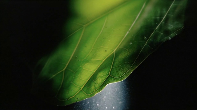 Video Reference N1: Water, Plant, Terrestrial plant, Natural material, Grass, Moisture, Tree, Twig, Arthropod, Flowering plant