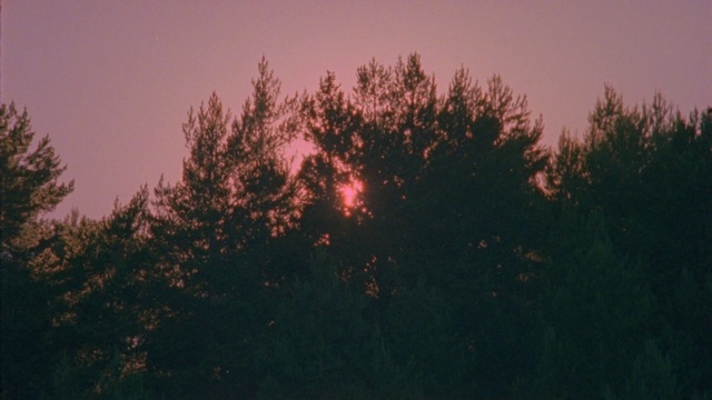 Video Reference N0: Sky, Atmosphere, Afterglow, Twig, Natural landscape, Red sky at morning, Tree, Pink, Dusk, Sunset