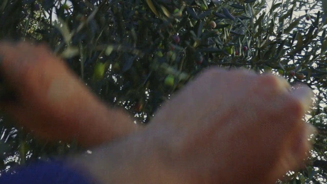 Video Reference N0: Hand, Nature, Leaf, Water, Botany, Branch, Organism, Plant, Liquid, Sunlight