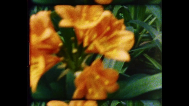 Video Reference N8: Flower, Plant, Petal, Botany, Rectangle, Organism, Terrestrial plant, Art, Close-up, Flowering plant
