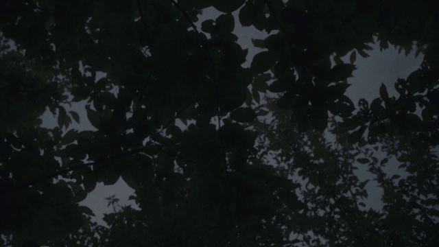 Video Reference N3: Water, Twig, Terrestrial plant, Astronomical object, Pattern, Space, Midnight, Forest, Trunk, Grass
