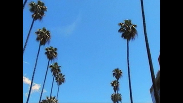 Video Reference N6: Sky, Plant, Azure, Tree, Terrestrial plant, Arecales, Palm tree, Flowering plant, Electric blue, Sabal palmetto