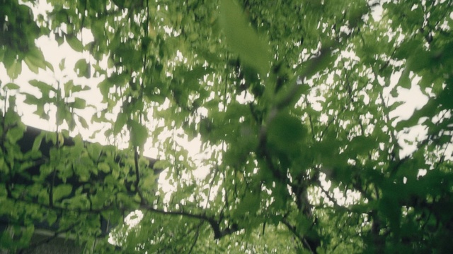 Video Reference N1: Twig, People in nature, Terrestrial plant, Organism, Natural landscape, Trunk, Deciduous, Grass, Tree, Tints and shades