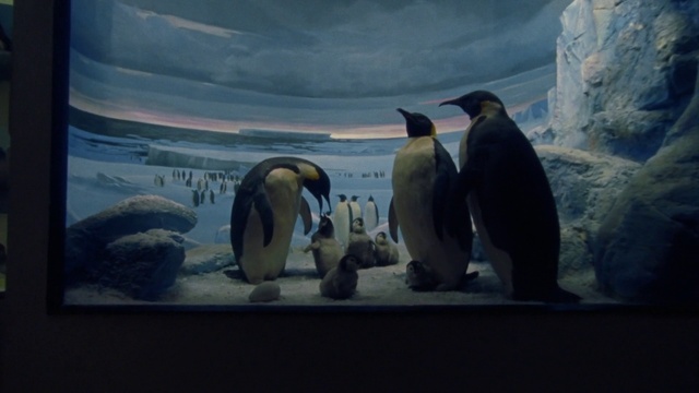 Video Reference N3: Penguin, Bird, King penguin, adÃ©lie penguin, Emperor penguin, Vertebrate, World, Natural environment, Organism, Mammal