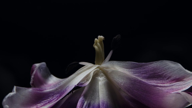 Video Reference N4: Flower, Purple, Petal, Flash photography, Terrestrial plant, Violet, Herbaceous plant, Flowering plant, Macro photography, Darkness