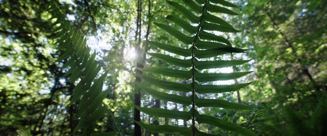 Video Reference N0: Plant, Sky, Branch, Natural landscape, Terrestrial plant, Wood, Ostrich fern, Sunlight, Trunk, Twig