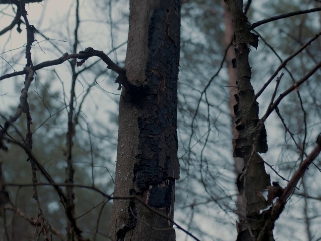 Video Reference N2: Sky, Plant, Twig, Wood, Trunk, Natural landscape, Freezing, Deciduous, Forest, Tree