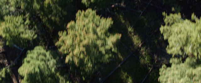 Video Reference N3: Plant, Terrestrial plant, Wood, Trunk, Natural landscape, Grass, Twig, Tree, Pattern, Forest