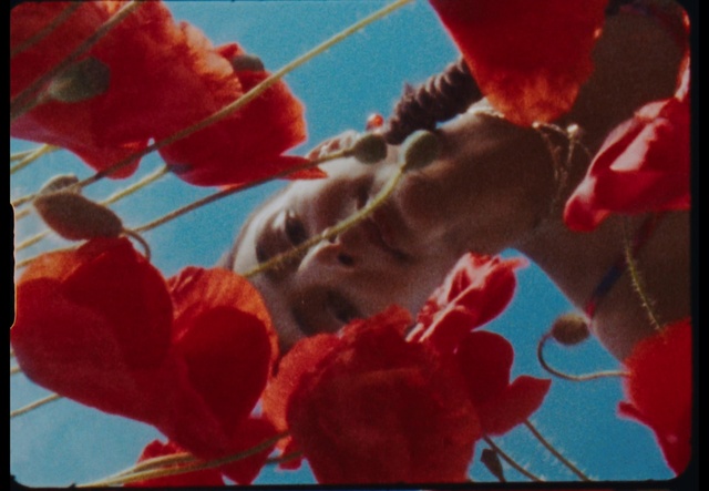 Video Reference N4: Window, Petal, Organism, Gesture, Art, Plant, Red, Flower, Adaptation, Tints and shades
