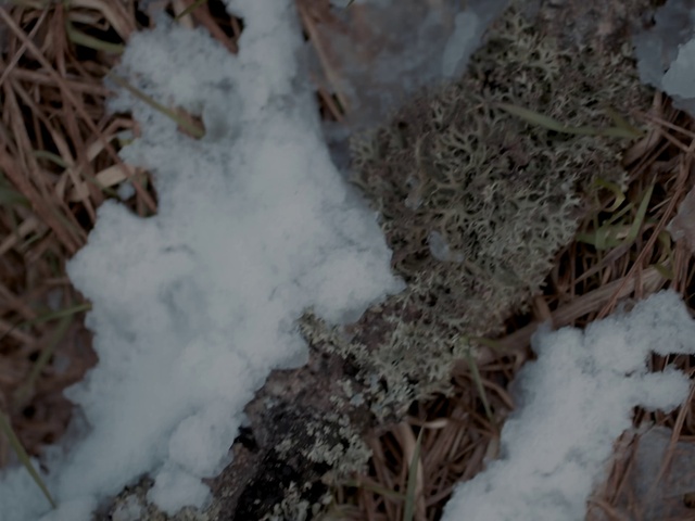 Video Reference N14: Snow, Twig, Plant, Freezing, Grass, Wood, Frost, Winter, Tree, Soil