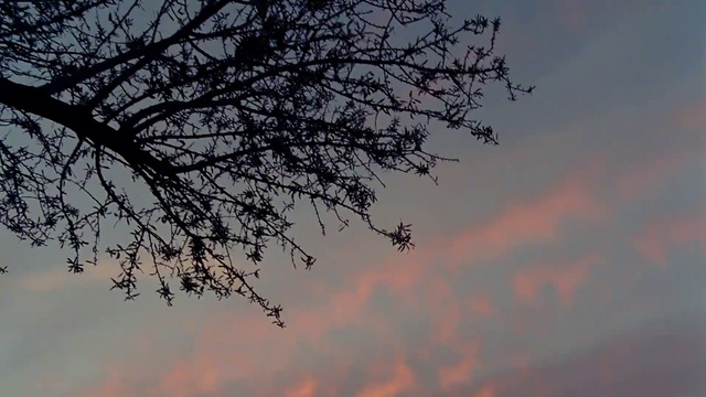 Video Reference N1: Cloud, Sky, Atmosphere, Natural landscape, Twig, Tree, Dusk, Animal migration, Tints and shades, Cumulus